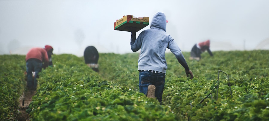 работа на полях